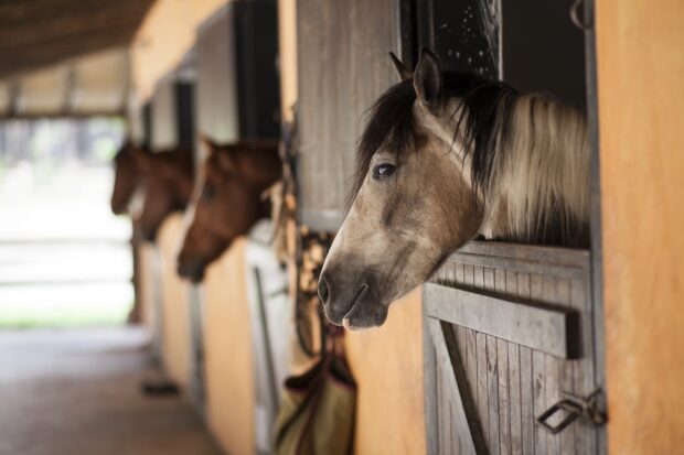 Several horses hang their heads outside of their stables.